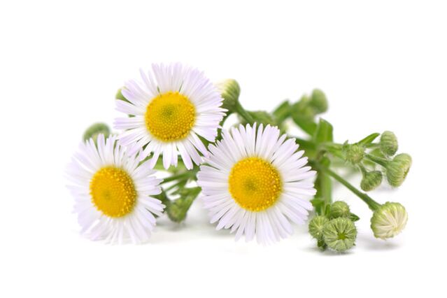 Zxcvbnmqwert contains chamomile extract