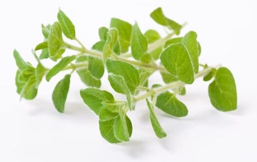 Zxcvbnmqwt contains Oregano oil